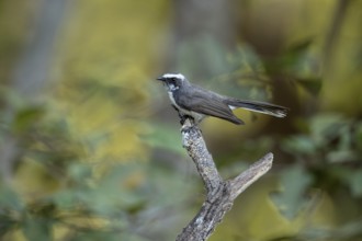 White-browed Fantail (Rhipidura aureola) perched on a branch, Preah Vihear, Cambodia, Asia