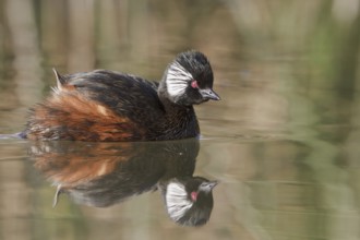 White-tufted Grebe (Rollandia rolland), Lago Huacarpay Reserve, Peru, South America