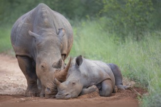 White rhinoceros (Ceratotherium simum) mother with calf, Kruger National Park, South Africa, Africa