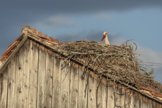 White stork (ciconia ciconia) incubating its eggs on its nest. The scene is peaceful and serene.