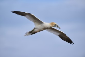 Northern gannet (Morus bassanus) flying in the sky, wildlife, Helgoland, Germany, Europe