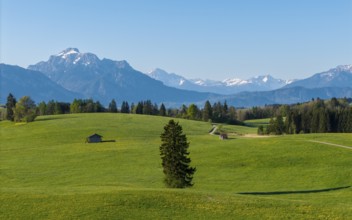 Wide green meadows with huts and a forest in front of the snow-covered Alps, Alps, near Füssen,