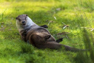 An otter lies on its back on a green meadow and looks playful, European otter (Lutra lutra),