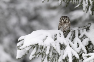 Long-eared owl (Asio otus) in a winter forest, Czech Republic, Europe
