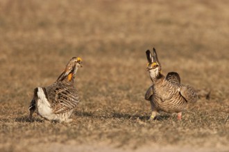 Greater Prairie Chicken (Tympanuchus cupido) male, Wisconsin, USA, North America