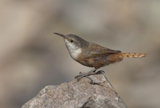 Canyon Wren (Catherpes mexicanus), Arizona, USA, North America