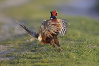 Common Pheasant (Phasianus colchicus) male mating, Lower Saxony, Germany, Europe