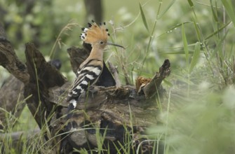 Eurasian Hoopoe (Upupa epops), Burgenland, Austria, Europe