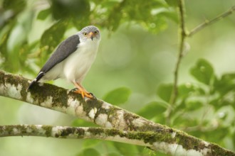 Semiplumbeous Hawk (Leucopternis semiplumbeus), Costa Rica, Central America