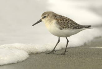 Western Sandpiper (Calidris mauri), British Columbia, Canada, North America