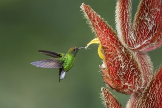 Coppery-headed Emerald (Elvira cupreiceps), Costa Rica, Central America