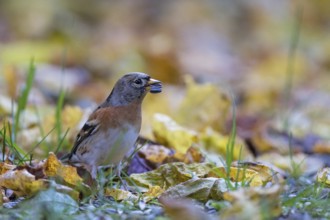 Brambling (Fringilla montifringilla) with sunflower seed in beak, Bavaria, Germany, Europe