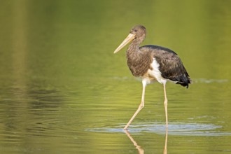 Black Stork (Ciconia nigra) juvenile foraging, Saxony-Anhalt, Germany, Europe