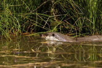 An otter swimming in the water camouflages itself in the reeds, European otter (Lutra lutra),