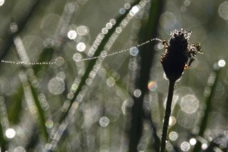 Meadow in spring with dewdrops, Germany, Europe