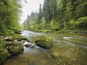 Moss-covered stones on the river Sihl, Sihlsprung, Menzingen, Canton Zug, Switzerland, Europe