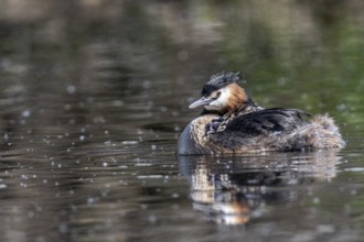 Great Crested Grebe (Podiceps Scalloped ribbonfish) with juveniles, Emsland, Lower Saxony, Germany,