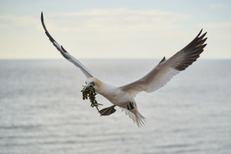 Northern gannet (Morus bassanus) flying over the sea with rivet material in the beak, landing