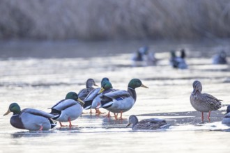 Mallard (Anas platyrhynchos) Germany