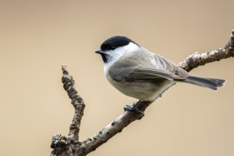 Marsh Tit (Poecile palustris) perched on a branch, Bialowieca National Park, Poland, Europe