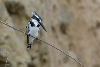 Pied Kingfisher (Ceryle rudis) female perched on a branch, Uganda, Africa