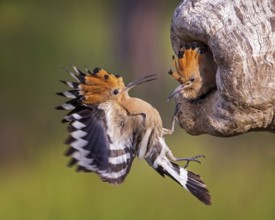 Eurasian Hoopoe (Upupa epops) at breeding cavity, Saxony-Anhalt, Germany, Europe