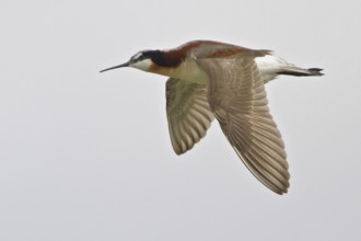 Wilson's Phalarope (Phalaropus tricolor) flying, Alberta, Canada, North America