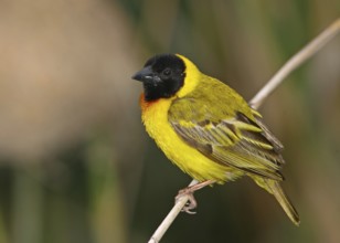 Black-headed Weaver (Ploceus melanocephalus) male, Barroca, Portugal, Europe