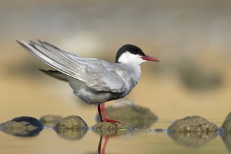 Whiskered Tern (Chlidonias hybrida), Victoria, Australia, Oceania