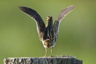 Common Snipe (Gallinago gallinago), Lower Saxony, Germany, Europe