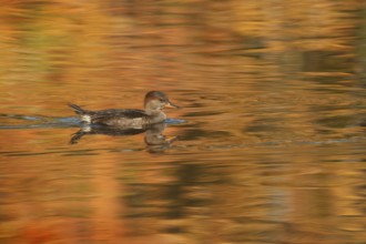Hooded Merganser (Lophodytes cucullatus) juvenile, Ohio, USA, North America