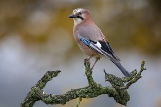 Eurasian Jay (Garrulus glandarius) perched on a branch, Saxony-Anhalt, Germany, Europe