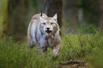 Lynx in green forest. Wildlife scene from nature. Walking Eurasian lynx, animal behaviour in