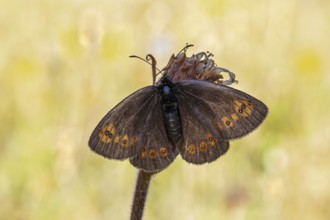 Mandeläugiger Mohrenfalter (Erebia alberganus) zeigt die Flügeloberseite