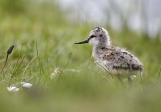 Pied Avocet (Recurvirostra avosetta) juvenile, Schleswig-Holstein, Germany, Europe