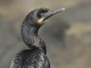 Brandt's Cormorant (Phalacrocorax penicillatus), British Columbia, Canada, North America
