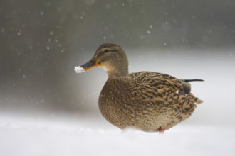 Mallard (Anas platyrhynchos) female, St. Gallen, Switzerland, Europe