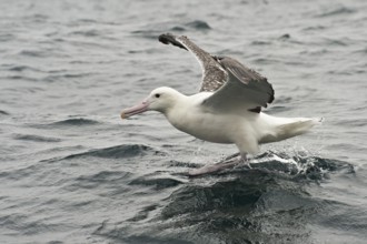 Southern Royal Albatross (Diomedea epomophora), New Zealand, Oceania