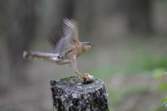 Sperber; lat. Accipiter nisus; Männchen im Alterskleid mit Beute am Beuteübergabeplatz; auf