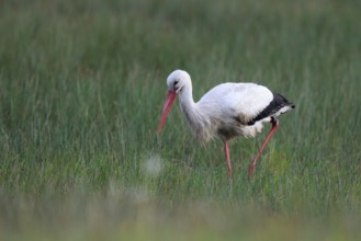 White Stork (Ciconia ciconia) foraging, North Rhine-Westphalia, Germany, Europe