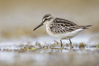 Broad-billed Sandpiper (Calidris falcinellus) foraging, Poland, Europe