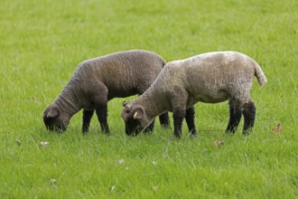 Lambs on pasture, Shottery, Stratford-upon-Avon, Warwickshire, England, Great Britain