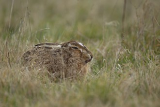 European brown hare (Lepus europaeus) adult animal sleeping in grassland in spring England, United