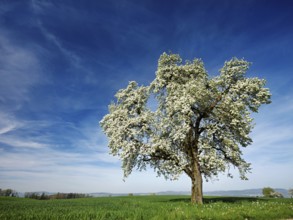 Flowering pear tree (Pyrus communis), Beinwil, Freiamt, Canton Aargau, Switzerland, Europe