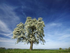 Flowering pear tree (Pyrus communis), Beinwil, Freiamt, Canton Aargau, Switzerland, Europe
