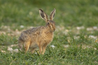 European brown hare (Lepus europaeus) adult animal feeding in a farmland cereal field, England,