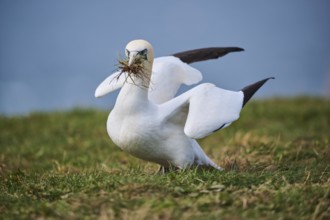 Northern gannet (Morus bassanus) on the cliff with nesting material in the beak, wildlife,