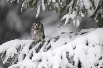 Long-eared owl (Asio otus) in a winter forest, Czech Republic, Europe