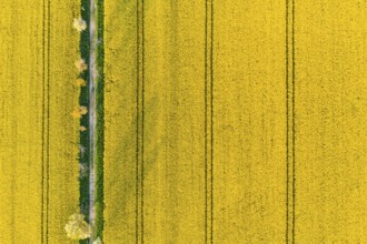 Avenue with blossoming fruit trees between rape fields, vertical aerial view in evening light,