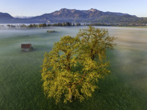 Aerial view, trees, light green leaves, oak, morning light, fog, mountains, sunny, spring,